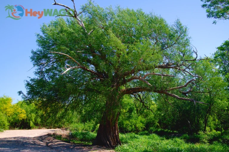 Ancient Montezuma Cypress 8