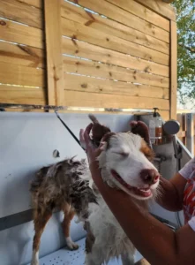 Doggy Ranch Resort 2