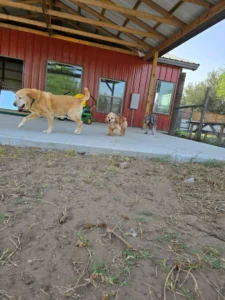 Doggy Ranch Resort 3