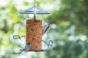 Wild Birds Unlimited Of Mcallen Tx 11