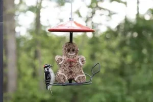 Wild Birds Unlimited Of Mcallen Tx 3