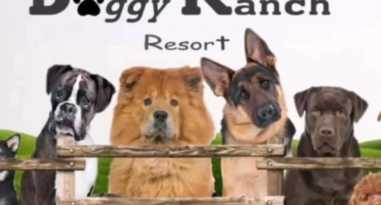 Doggy Ranch Resort 1