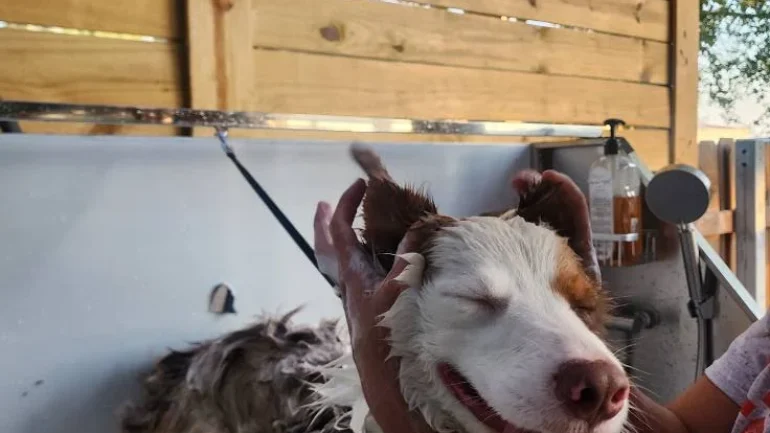 Doggy Ranch Resort 2