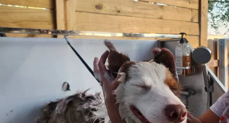 Doggy Ranch Resort 2