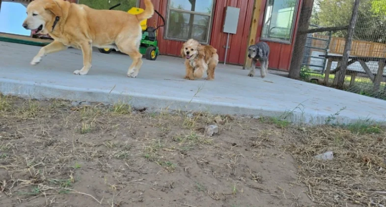 Doggy Ranch Resort 3