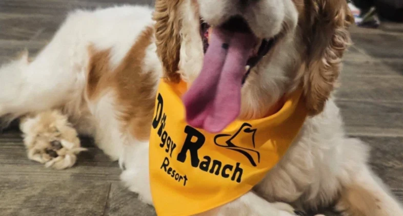 Doggy Ranch Resort 4