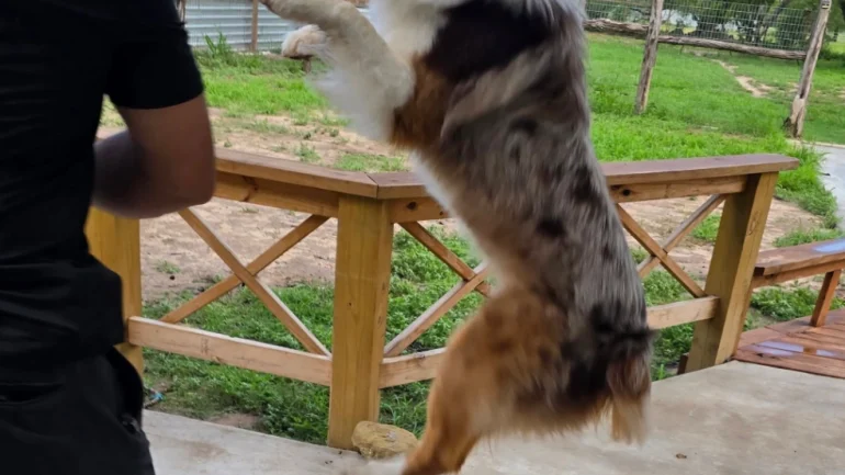 Doggy Ranch Resort 5