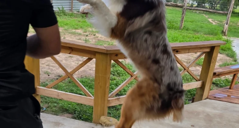 Doggy Ranch Resort 5