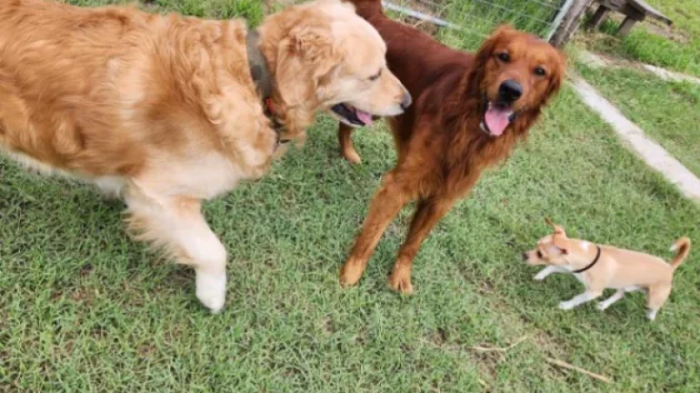 Doggy Ranch Resort 6