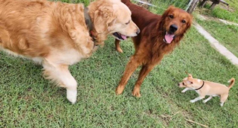 Doggy Ranch Resort 6
