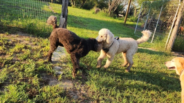 Doggy Ranch Resort 7