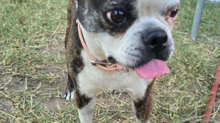 Doggy Ranch Resort 8