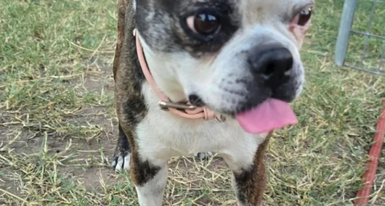 Doggy Ranch Resort 8
