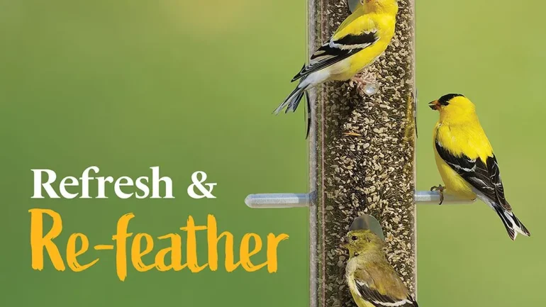 Wild Birds Unlimited Of Mcallen Tx 15